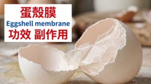 eggshell-membrane-benefits