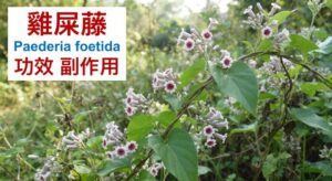 paederia-foetida-benefits-safety