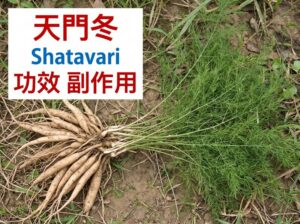 shatavari-benefits-side-effects