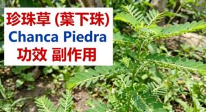 phyllanthus-niruri-benefits-side-effects